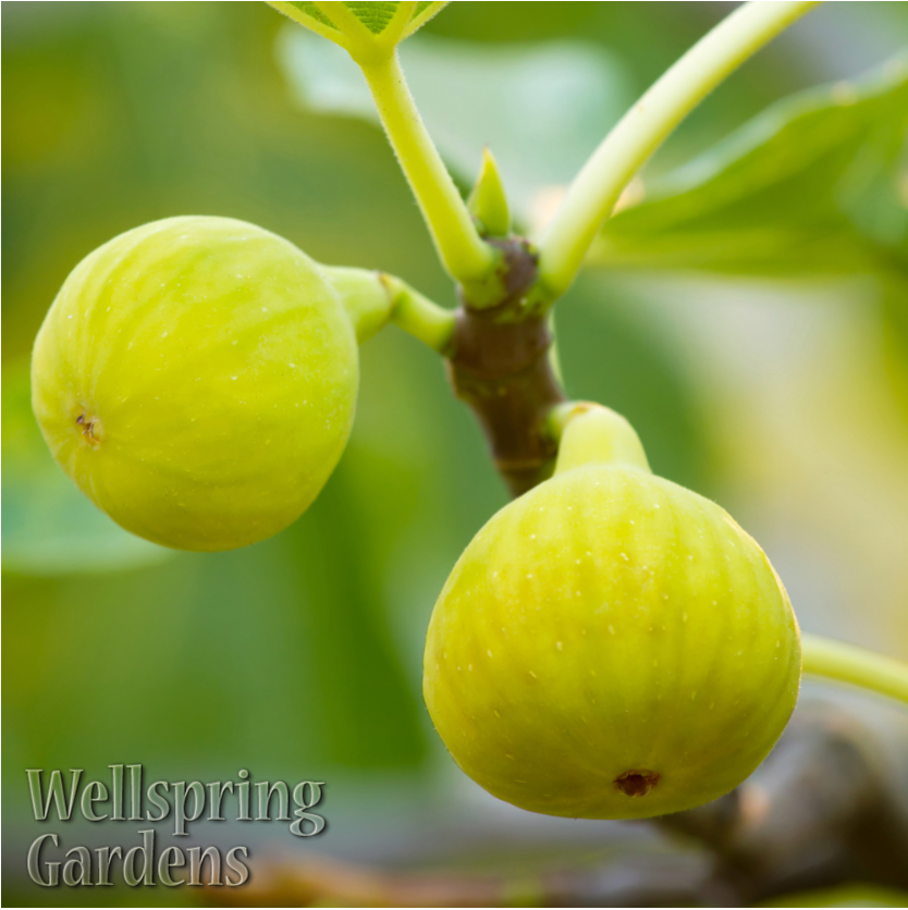 Yellow Long Neck Fig - Ficus carica