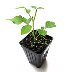 A young Jicama (Pachyrhizus erosus) plant from Wellspring Gardens with several green leaves grows in dark soil in a black plastic pot, photographed against a white background.