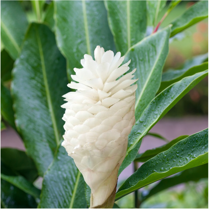 A close-up of Purest White Ginger (Alpinia purpurata) by Wellspring Gardens, featuring layered white petals against lush green leaves and a soft focus background. This heat-tolerant plant brings striking beauty to any garden.