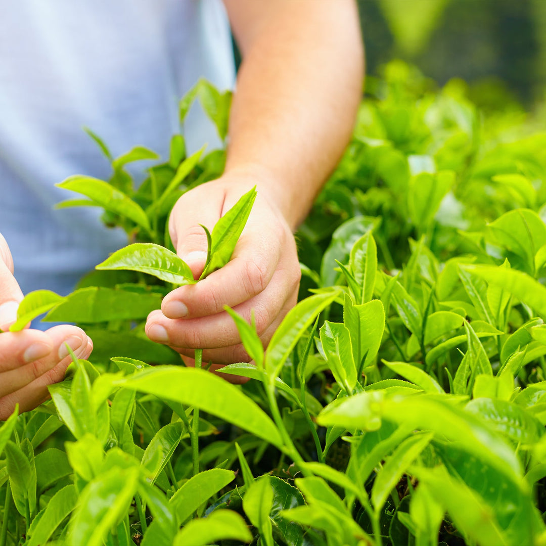 Tea Plant (Green Tea) - Camellia sinensis – Wellspring Gardens