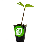A young Desert King Fig (San Pedro) tree by Wellspring Gardens, with green leaves, grows in a black plastic pot featuring a green round sticker with a white VG logo. The background is plain white.