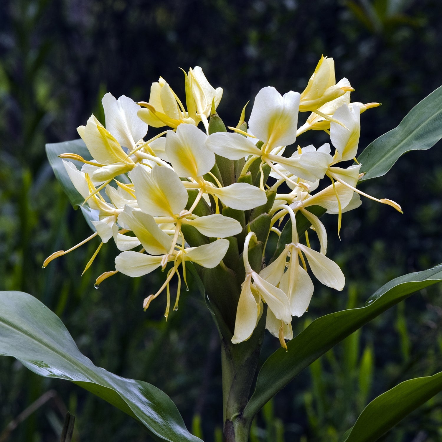 A close-up of Wellspring Gardens’ Yellow Butterfly Ginger (Hedychium flavum), featuring delicate yellow-white flowers with long stamens and broad green leaves. Thrives in full to part sun; ideal for zone 8-11 gardens.