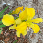 The Iris Captain Jeff Bowen Louisiana Hardy Iris by Wellspring Gardens displays bright yellow blooms with some wilting petals, set among green leaves and brown soil—a touching tribute in the Fallen Heroes Series.