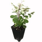 The Wellspring Gardens Snowbush (Breynia distachia) features round green and white variegated leaves with reddish stems in a black plastic pot. Grows in soil, needs average watering, and is shown against a white background.