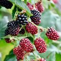 Clusters of ripe and unripe Boysenberry - Rubus from Wellspring Gardens hang from leafy branches; some berries are deep purple-black, others bright red, highlighting this unique berry hybrid.