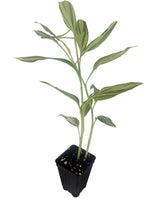 The Japanese Myoga Ginger (Zingiber mioga) by Wellspring Gardens features long, slender variegated green leaves and grows upright in a small black plastic pot—highly valued in Japanese cuisine.