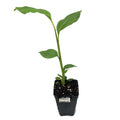 A young Aframomum Ginger (Grains of Paradise) - Aframomum melegueta plant by Wellspring Gardens with broad leaves grows in a small black plastic pot filled with soil, set against a plain white background.