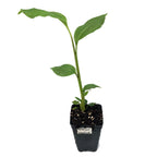 A young Aframomum Ginger (Grains of Paradise) - Aframomum melegueta plant by Wellspring Gardens with broad leaves grows in a small black plastic pot filled with soil, set against a plain white background.