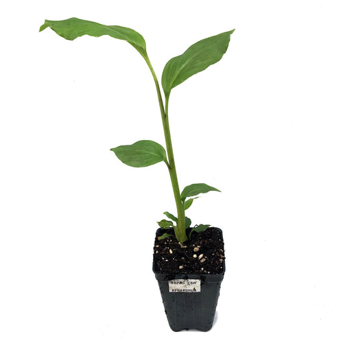 Aframomum Ginger (Grains of Paradise) - Aframomum melegueta