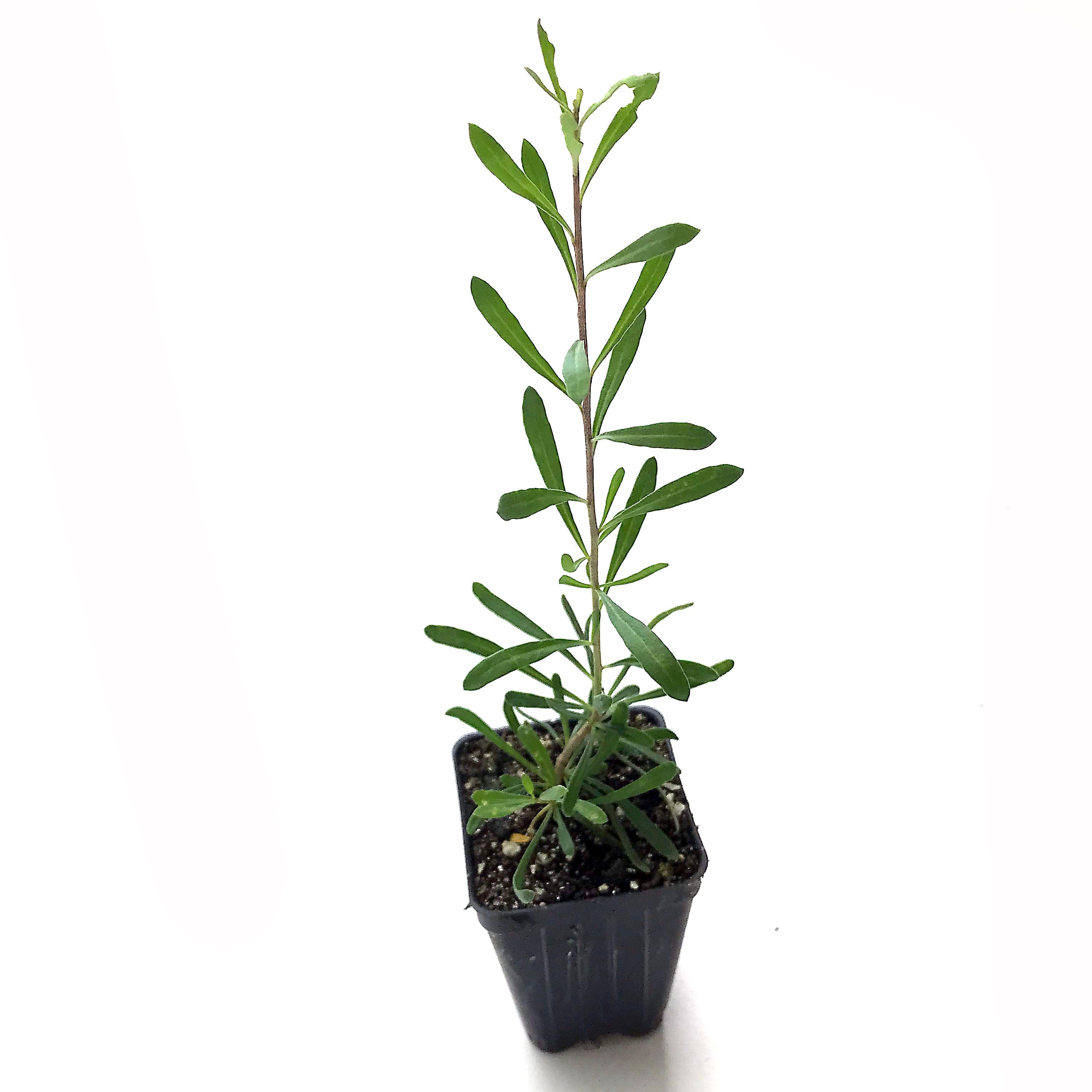 A small Christmas Berry (Lycium carolinianum) plant from Wellspring Gardens with narrow leaves grows in a black plastic pot, set against a white background—an attractive Southeastern native shrub for any space.