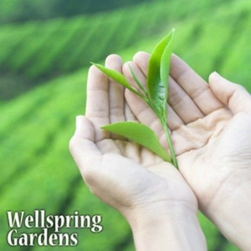 Tea Plant (Variety Assamica) - Camellia sinensis