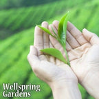 Two hands gently hold a Tea Plant (Variety Assamica) - Camellia sinensis sprout against a blurred green field. “Wellspring Gardens” appears in the lower left corner.