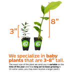 Wellspring Gardens offers baby Moringa Tree (Ben Oil/Drumstick Tree) plants (Moringa oleifera), ranging from 3 to 8 inches tall, with height varying by season and growth time.