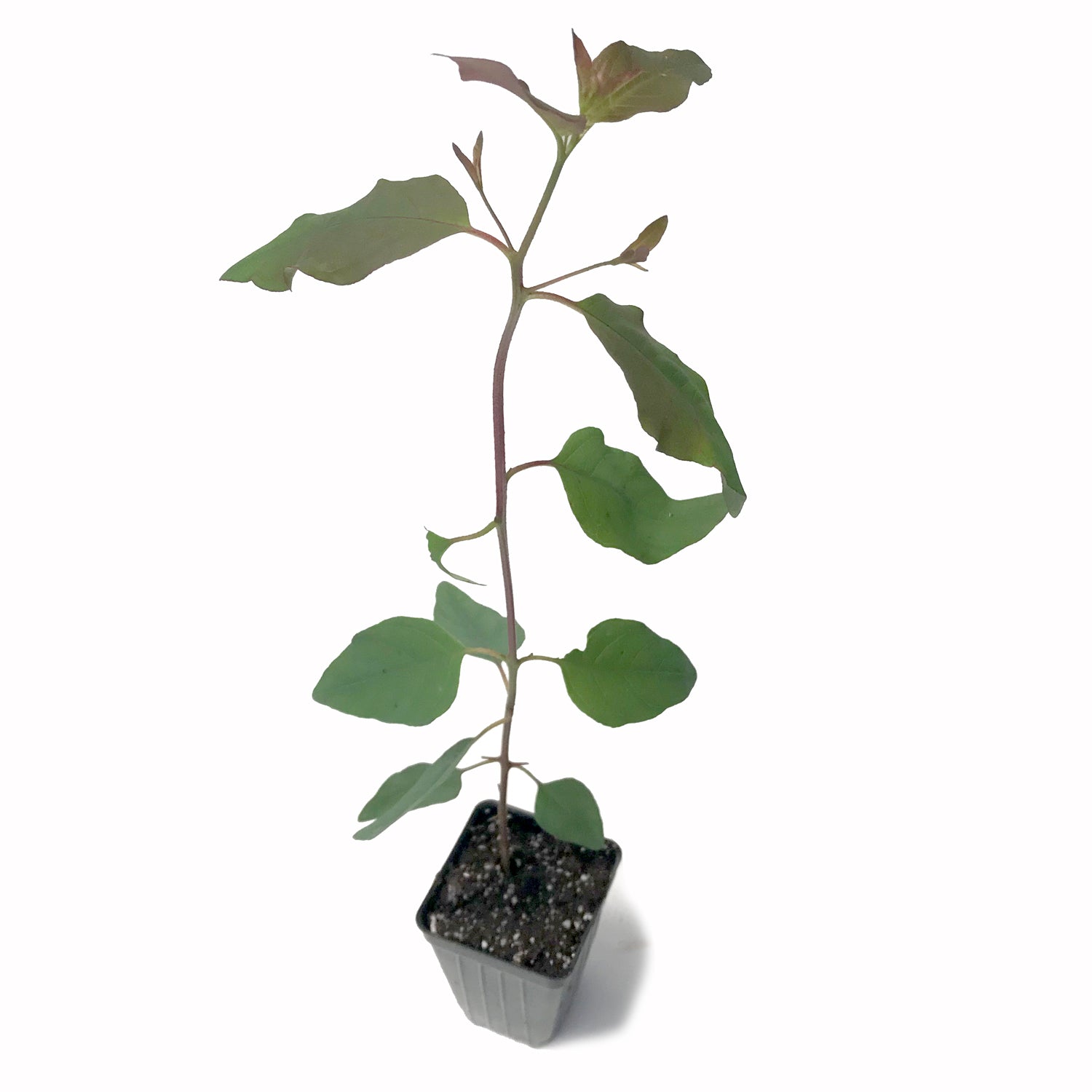 A young Rainbow Bark Eucalyptus (Eucalyptus deglupta) from Wellspring Gardens with broad leaves grows in a small black plastic pot filled with soil, set against a white background.