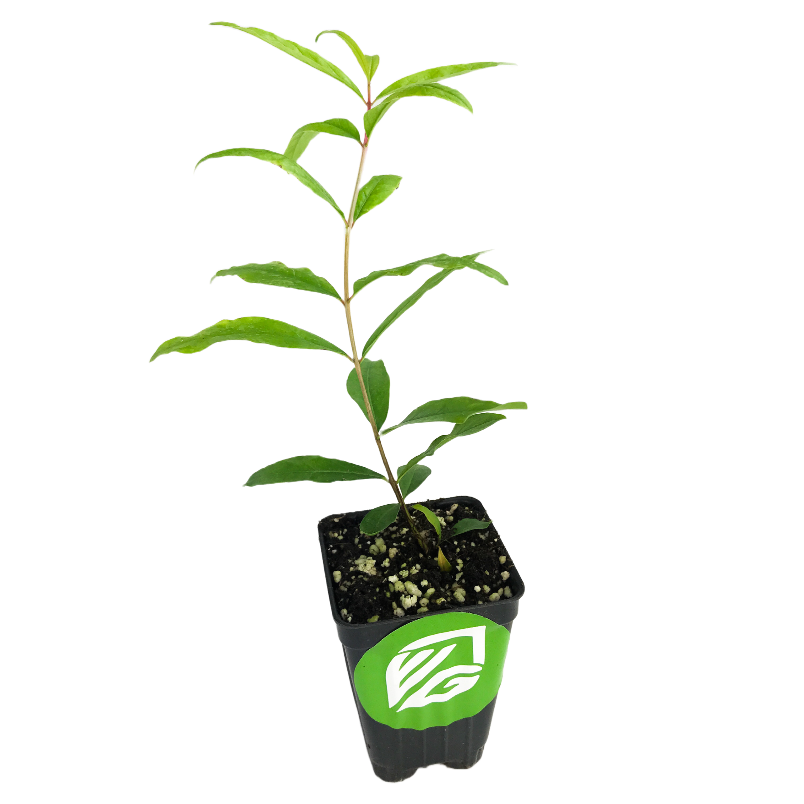 A young Kara Bala Miursal Pomegranate (Punica granatum) from Wellspring Gardens, with slender leaves, grows in a small black plastic pot displaying the brand’s green and white logo. The pot is suited for container gardening; background is plain white.
