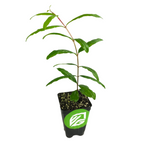A young Wonderful Pomegranate (Punica granatum) from Wellspring Gardens, with green elongated leaves, grows in a small black pot featuring a green and white logo—ideal for containers. Set against a plain white background.