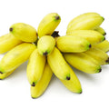 A bunch of Wellspring Gardens Veinte Cohol Bananas (Musa), known for their sweet, chubby fruit and green-tipped yellow skins, displayed on a white background.