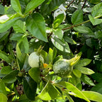 Two small Blackberry Jam fruits grow among glossy leaves on a Wellspring Gardens Randia formosa (Blackberry Jam Fruit Tree), with sunlight casting shadows across the evergreen food forest foliage.