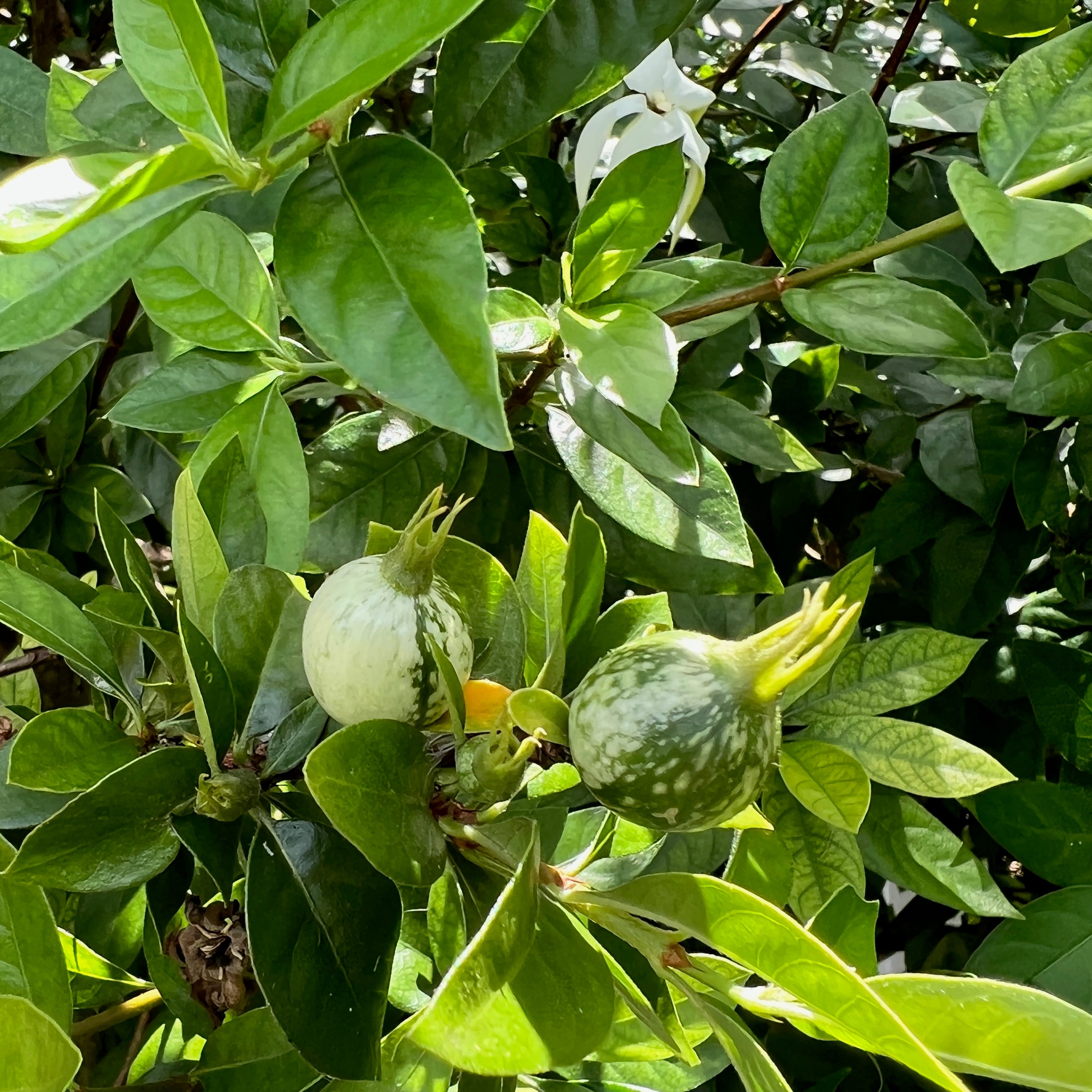 Two small Blackberry Jam fruits grow among glossy leaves on a Wellspring Gardens Randia formosa (Blackberry Jam Fruit Tree), with sunlight casting shadows across the evergreen food forest foliage.