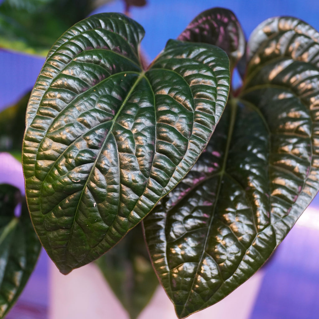Anthurium radicans x luxurians Hybrid - Anthurium