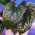 Close-up of three large, dark green, heart-shaped leaves with shiny, textured surfaces and prominent veins on a Wellspring Gardens Anthurium radicans x luxurians Hybrid. The softly blurred background features blue and purple tones.