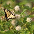 A yellow and black butterfly perches on a round, spiky white Cephalanthus occidentalis (Buttonbush) flower from Wellspring Gardens, surrounded by green leaves; a small dark insect is also visible on another flower cluster nearby.