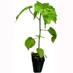 The Hibiscus coccineus (Scarlet Rosemallow, Red Texas) by Wellspring Gardens is a young green perennial vine with heart-shaped leaves in a small black plastic pot, perfect for water gardens or indoor display.