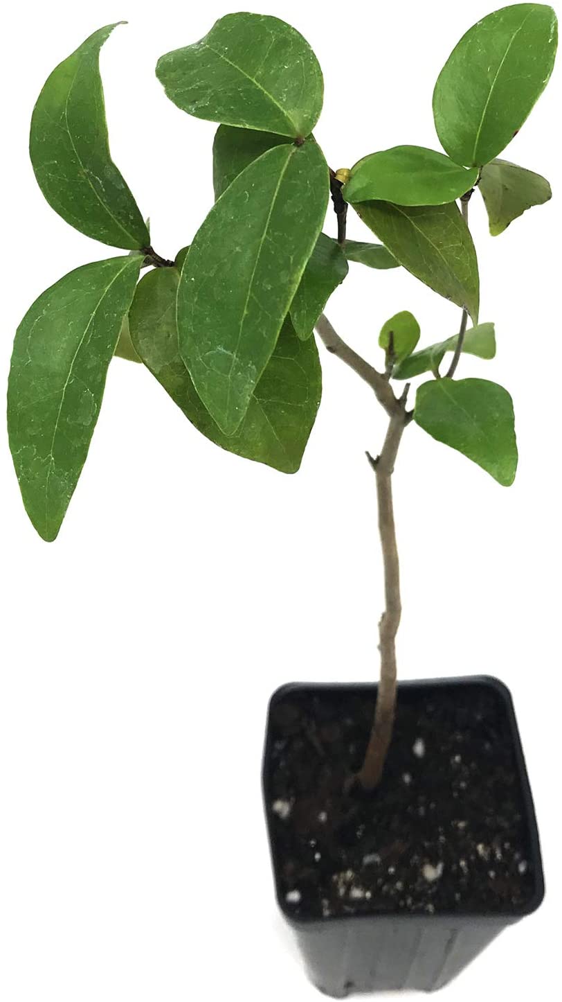 A Surinam Cherry (Eugenia uniflora) plant by Wellspring Gardens, featuring broad leaves and edible berries, comes in a black plastic pot with soil and is displayed against a white background.