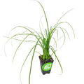 A young Ponytail Palm (Beaucarnia recurvata) with long, slender green leaves grows from a black Wellspring Gardens pot with a green and white leaf logo, displayed on a white background—ideal for any indoor plant collection.