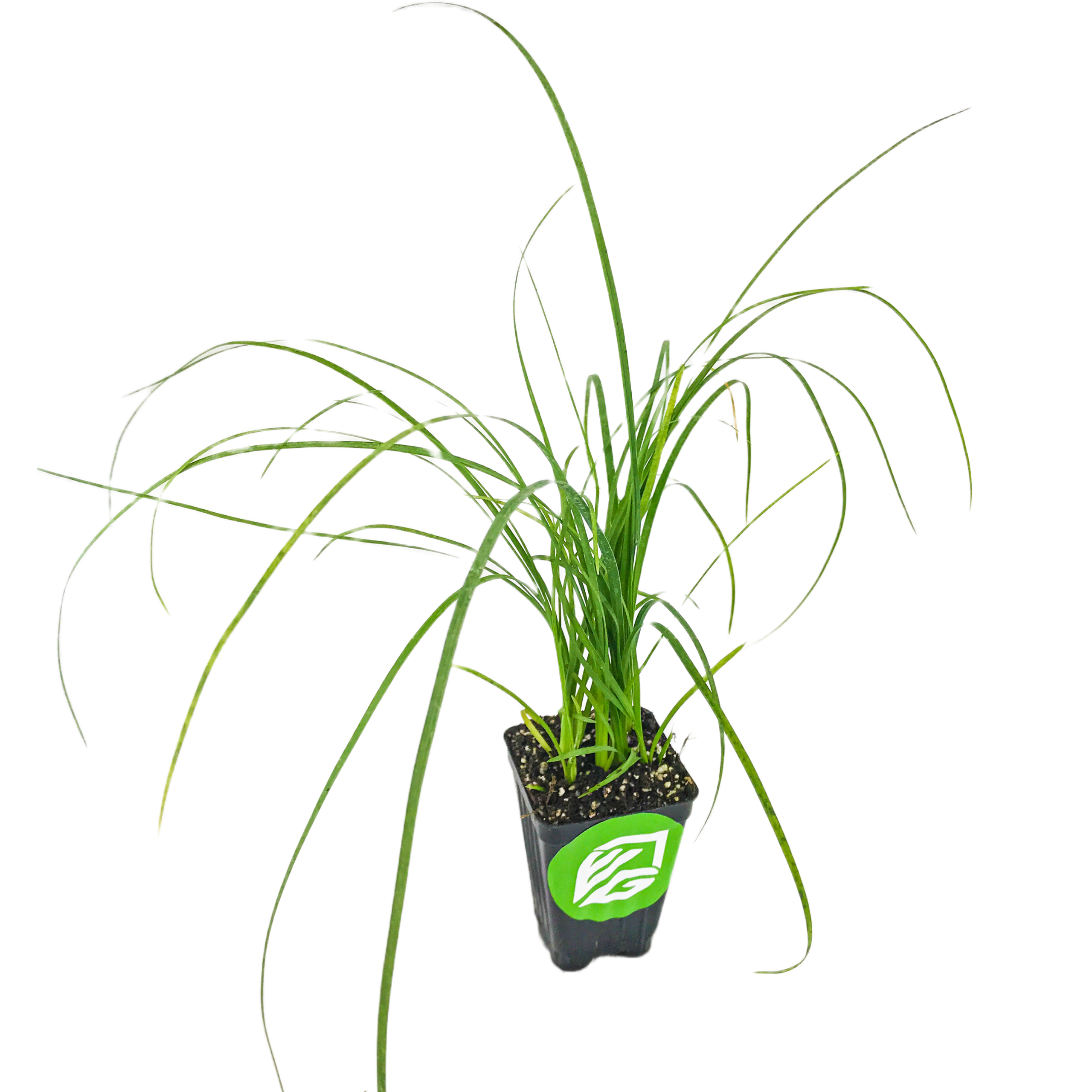 A young Ponytail Palm (Beaucarnia recurvata) with long, slender green leaves grows from a black Wellspring Gardens pot with a green and white leaf logo, displayed on a white background—ideal for any indoor plant collection.