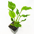 A compact Philodendron Enzie Xanadu by Wellspring Gardens features shiny, upright elongated leaves in dark soil within a black plastic pot, set against a white background—an ideal low-light indoor plant.