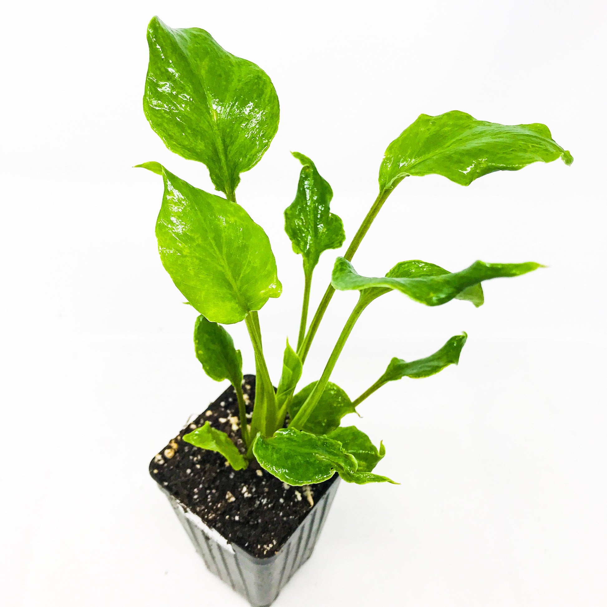 Philodendron Enzie Xanadu - Philodendron
