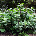 A dense cluster of Purple Yacon (Yacón) - Smallanthus sonchifolius from Wellspring Gardens grows outdoors in soil, with broad leaves and thick stems, surrounded by lush foliage and partially shaded by trees.