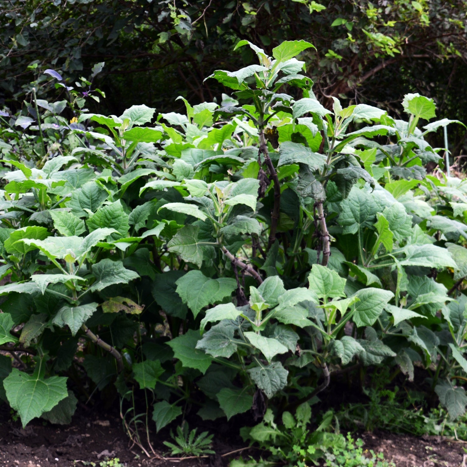A dense cluster of Purple Yacon (Yacón) - Smallanthus sonchifolius from Wellspring Gardens grows outdoors in soil, with broad leaves and thick stems, surrounded by lush foliage and partially shaded by trees.