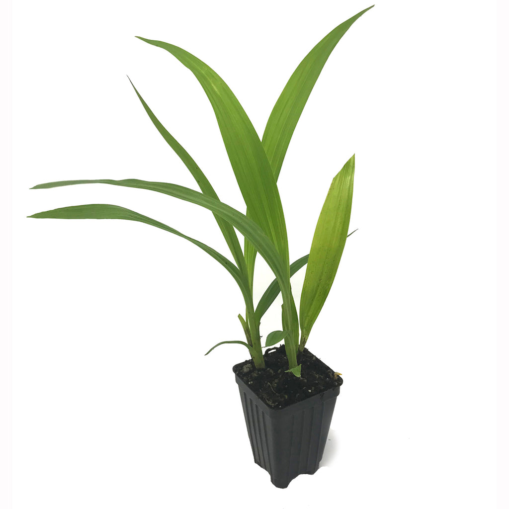Ground Orchid - Spathoglottis plicata purple
