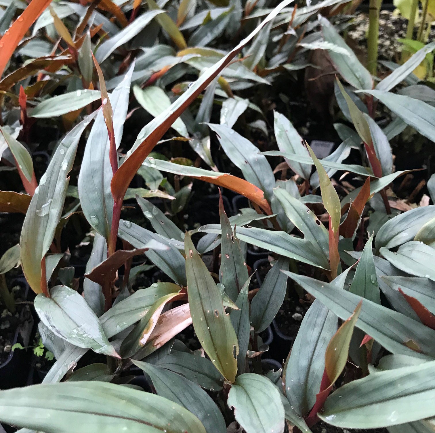 A close-up of multiple Bamboo Ginger (Alpinia luteocarpa) plants from Wellspring Gardens shows long, pointed blue-green leaves with reddish stems and water droplets. Ideal for container gardening.