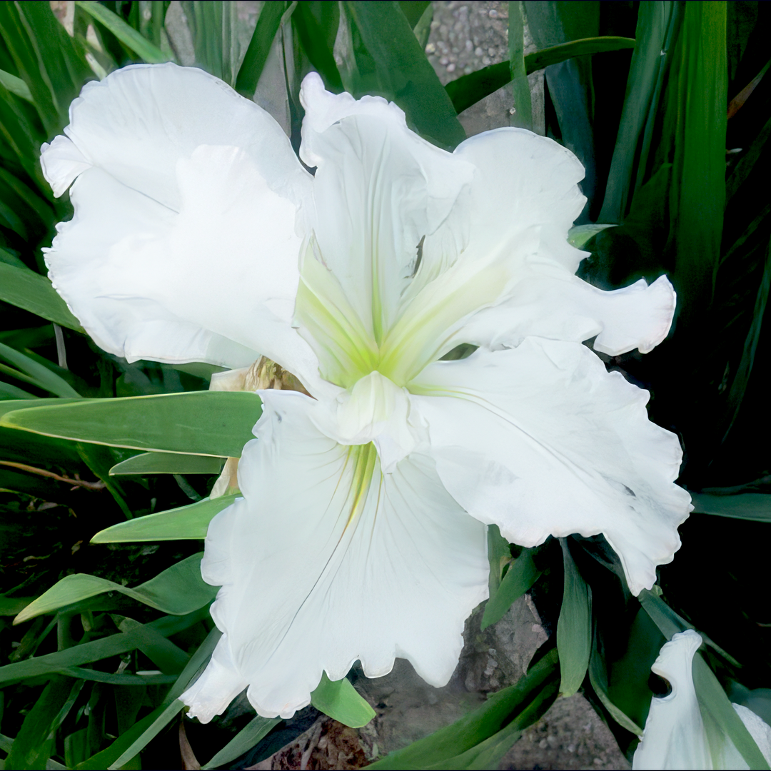 Louisiana Iris 'Waihi Wedding' native American wildflower - Iris