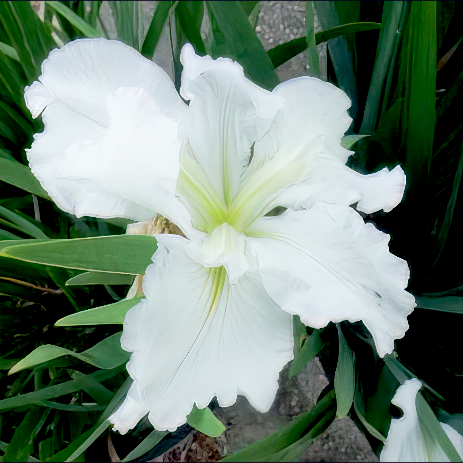 A close-up of Louisiana Iris 'Waihi Wedding' by Wellspring Gardens, a native American wildflower with ruffled white petals and green sword-shaped leaves—ideal for elegant wedding flowers.