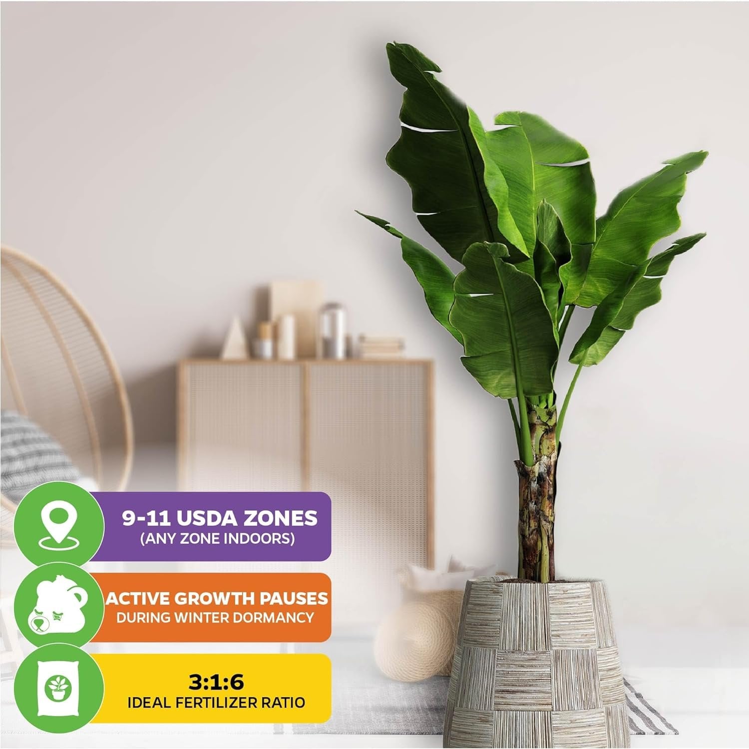 Showcased in modern décor, the Wellspring Gardens Dwarf Kokopo ‘Patupi’ Live Banana Plant (Musa acuminata) thrives indoors (all zones), prefers 9-11 USDA outdoors, has a 3:1:6 ideal fertilizer ratio, and pauses growth for winter dormancy. Fast fruiting beauty!.