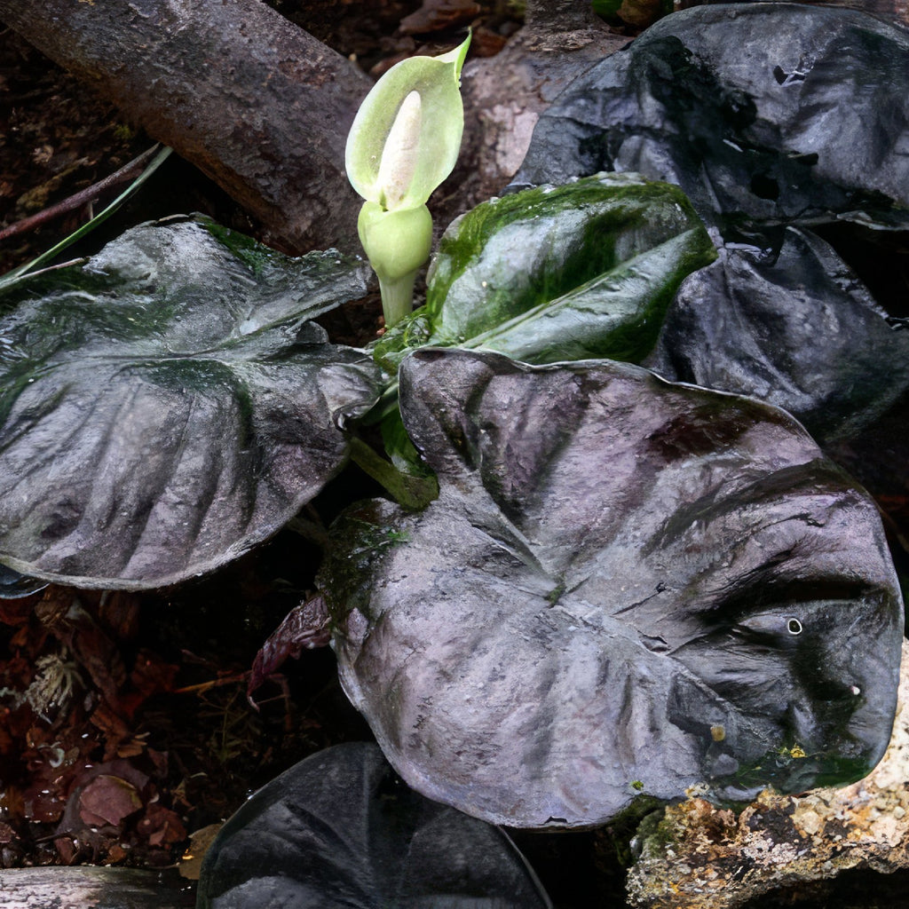 Kapit 'Black Panther' Elephant Ear - Alocasia infernalis