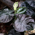 The Kapit 'Black Panther' Elephant Ear (Alocasia infernalis) from Wellspring Gardens is a stunning houseplant with large, dark, heart-shaped leaves and a pale green-white flower, thriving in shade among soil and tree branches.