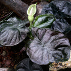 The Kapit 'Black Panther' Elephant Ear (Alocasia infernalis) from Wellspring Gardens is a stunning houseplant with large, dark, heart-shaped leaves and a pale green-white flower, thriving in shade among soil and tree branches.
