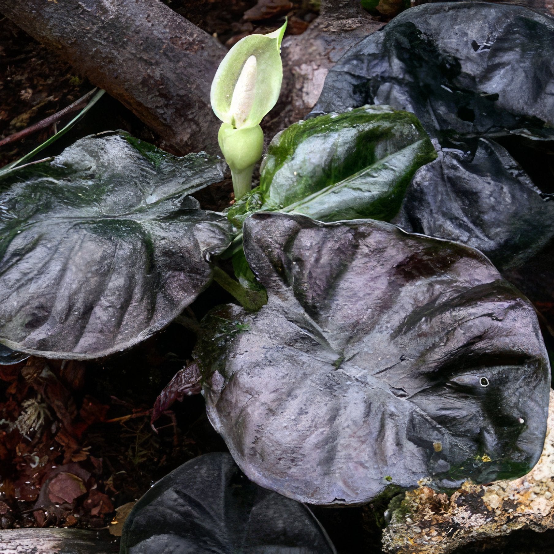 The Kapit 'Black Panther' Elephant Ear (Alocasia infernalis) from Wellspring Gardens is a stunning houseplant with large, dark, heart-shaped leaves and a pale green-white flower, thriving in shade among soil and tree branches.
