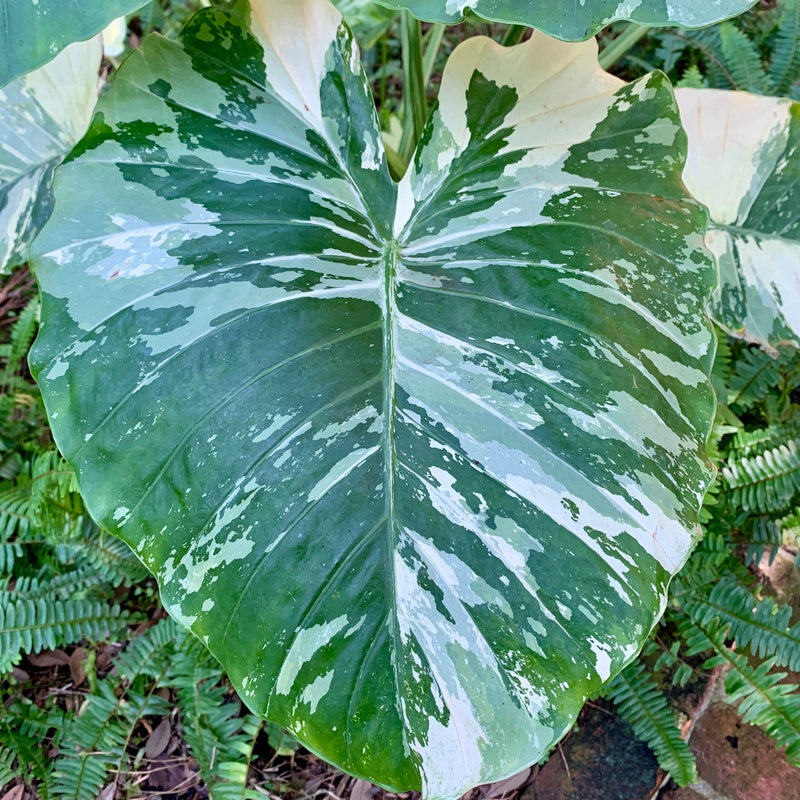 The Variegated Elephant Ear - Alocasia by Wellspring Gardens features large green leaves with white patches and streaks, resembling elephant ears, set against a background of smaller green fern leaves.