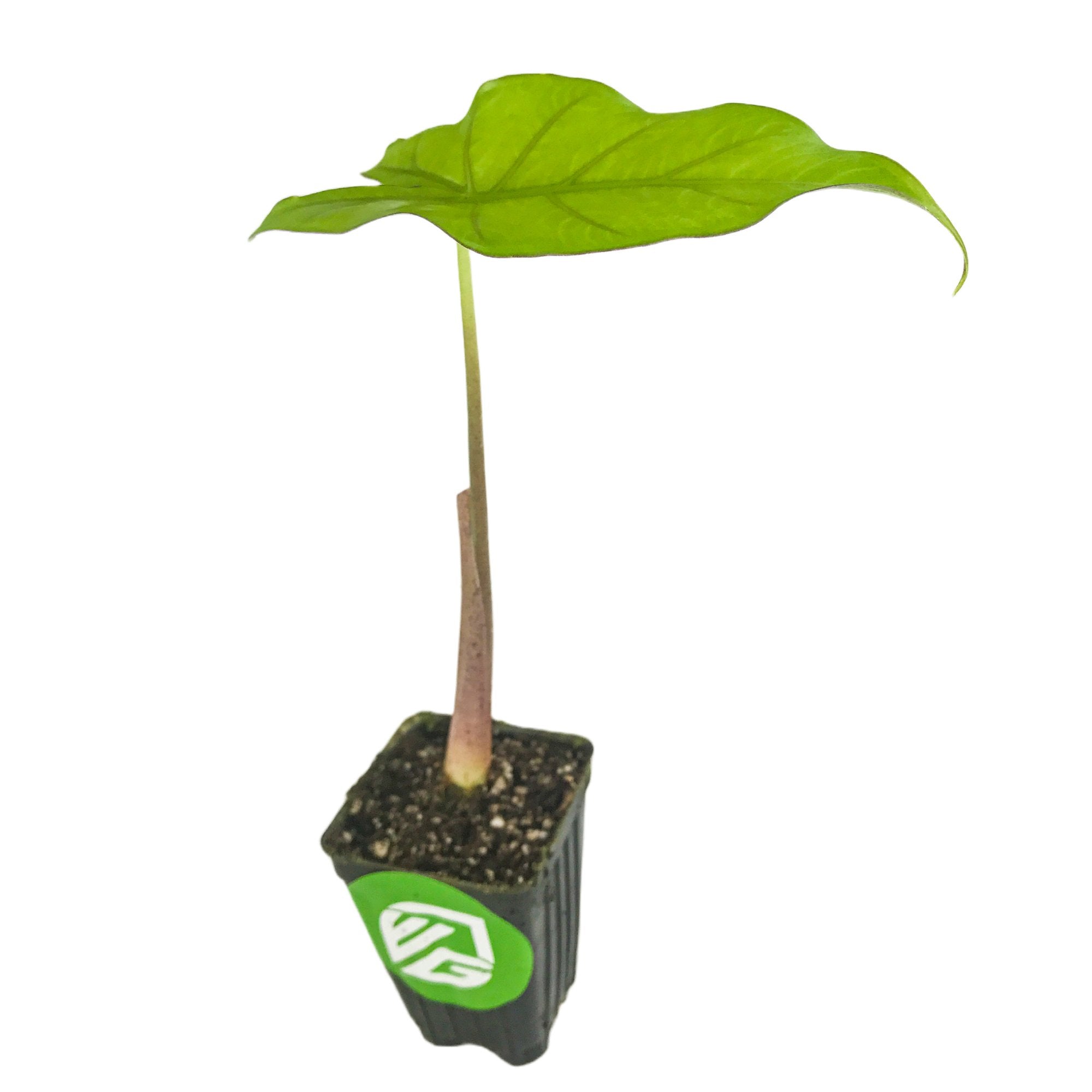 A small Sumo Elephant Ear - Alocasia from Wellspring Gardens with a large, dark green, heart-shaped leaf on a tall stem in a black plastic pot featuring the brand's green and white logo.