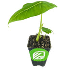 A Wellspring Gardens Velvet Elvis Elephant Ear (Alocasia micholitziana) indoor plant with two velvety leaves grows in dark soil within a black plastic pot, which has a green sticker with a white leaf logo on the front.