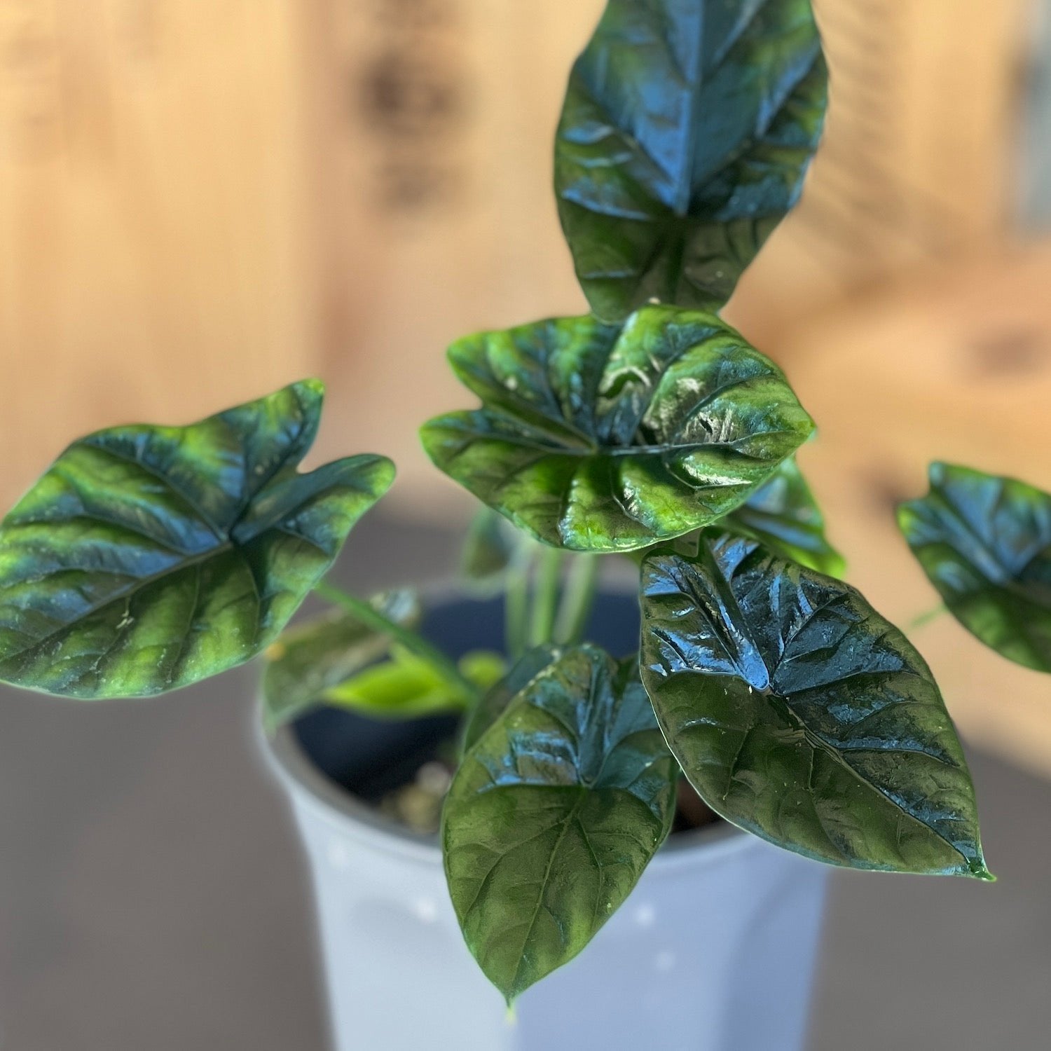 A close-up of the Wellspring Gardens Quilted Dreams Elephant Ear (Alocasia sinuata), showing glossy, dark green, heart-shaped leaves in a gray pot set against a softly blurred background of warm neutral tones.