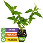 A young Night Blooming Jasmine - Cestrum nocturnum by Wellspring Gardens in a small pot, with a 30-day guarantee, 3-8 inch arrival height, and blooms from July to October.