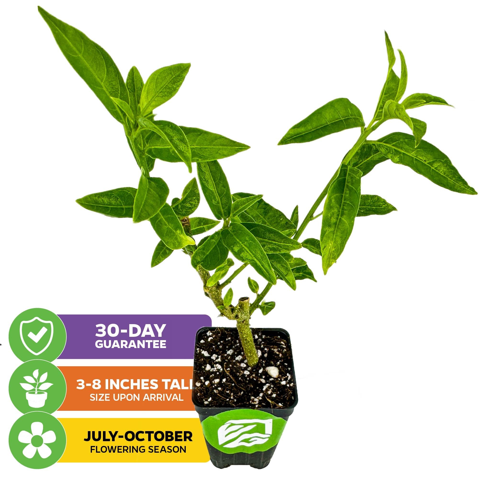 A young Night Blooming Jasmine - Cestrum nocturnum by Wellspring Gardens in a small pot, with a 30-day guarantee, 3-8 inch arrival height, and blooms from July to October.