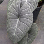 Two large, dark green leaves with striking light veins rise from a black pot. The Maharani Elephant Ear - Alocasia by Wellspring Gardens adds bold, velvety elegance to your space with its unique shield-like foliage on a gray surface.